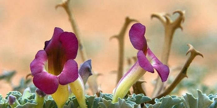 Đavolja kandža ili harpagofit (Harpagophytum procumbens) deo je porodice susama, a poteče iz Južne Afrike. Taj je naziv dobila zbog korena koji podseća na kandžu. Upravo se taj deo neobičnog izgleda primenjuje u lečenju. Afrička plemena već hiljadama godina koriste đavolju kandžu kao sredstvo protiv bolova, za lečenje kožnih tegoba i kao pomoć kod poroda. Njome leče i visoke temperature konzumirajući njen čaj ili prah. Za njeno širenje u Evropu zaslužan je nemački lekar Oto Hajnrih Volk, koji se uverio u ljekovitost biljke dok je živeo u Namibiji tokom Drugog svetskog rata. Posmatrao je šamana kako ovom biljkom leči teško ranjene hotentotske ratnike, a zatim je otkrio gde šaman bere đavolju kandžu.   Otada se biljka proširila po Evropi i postala popularna za lečenje brojnih tegoba, ali prvenstveno artritisa i reume.  Danas se od svih evropskih zemalja đavolja kandža najviše koristi upravo u Nemačkoj. Nemačka je zvanično odobrila đavolju kandžu za lečenje artritisa, bolova u krstima, kolenu i kuku, te kao sastojak brojnih antireumatskih lekova. Đavolja kandža koristi se kao lek za osteoartritis, reumatoidni artritis, giht i tendinitis.  Ova biljka takođe snižava temperaturu i ima protivupalna svojstva, što je čini korisnom kod gripa, prehlada i različitih infekcija.  U nekim evropskim zemljama primenjuje se kao prirodna zamena kortikosteroidima. U ovu svrhu koriste se injekcije tečnog ekstrakta đavolje kandže. Povoljna je i za starije osobe, jer normalizuje rad srca, nivo holesterola u krvi i probavu.  Prirodna alternativa antireumatskim lekovima Postoji sve više dokaza da đavolja kandža pomaže u brzom uklanjanju bola uzrokovanog upalnim procesima u zglobovima. Smatra se da je po delotvornosti jednaka brufenu. Poznato je da antireumatski lekovi škode sluznici želuca. Suprotno tome, đavolja kandža blagotvorno deluje na želudac. Budući da moderna medicina nema sredstvo koje bi izlečilo osteoartritis, đavolja je kandža zlatno pomagalo kod ove bolesti, jer osim što smanjuje upalu i bolove, pomaže i u izgradnji hrskavice.   Njeno je delovanje pojačano u kombinaciji sa sveprisutnim glukozaminom i kondroitin sulfatom.  Istraživanja đavolje kandže Jedna studija je pokazala da antiupalna supstanca harpagozid, koju sadrži đavolja kandža, pokazuje istu delotvornost kao i sintetički lek Vioxx. (Ovaj je lek bio popularan pre nego što je povučen s tržišta zbog mnogih smrtnih slučajeva.) U četveronedeljnoj studiji, jedna grupa je uzimala 480 mg đavolje kandže dva puta dnevno, a druga grupa placebo. U prvoj grupi, bolovi u krstima i vratu te napetost u mišićima bili su značajno smanjeni.  U drugoj studiji jednakog trajanja 197 ljudi s jakim bolom u donjem delu leđa pilo je između 50 i 100 mg harpagozida dnevno, dok je druga grupa uzimala placebo. Osobe koje su uzimale harpagozid osetile su znatno smanjenje bolova.  Način uzimanja Za bolove i upale đavolja kandža primenjuje se u obliku kapsula. Dnevna doza bi trebalo da iznosi barem 50 mg harpagozida. Kod loše probave ili gubitka apetita uzima se čaj ili ekstrakt đavolje kandže. Đavolju kandžu ne smeju konzumirati trudnice, dojilje i osobe sa čirom na želucu.   Priprema čaja: Pustite kašičicu suvog korena da ključa 20 minuta u četiri dcl vode. Potom pustite da se ohladi i procedite. Pijte 2-3 šoljice čaja dnevno.  Dodatno, možete koristiti gel s đavoljom kandžom za spoljnu upotrebu. Preparati đavolje kandže dostupni su u drogerijama i apotekama.  izvor: www.alternativa-za-vas.com