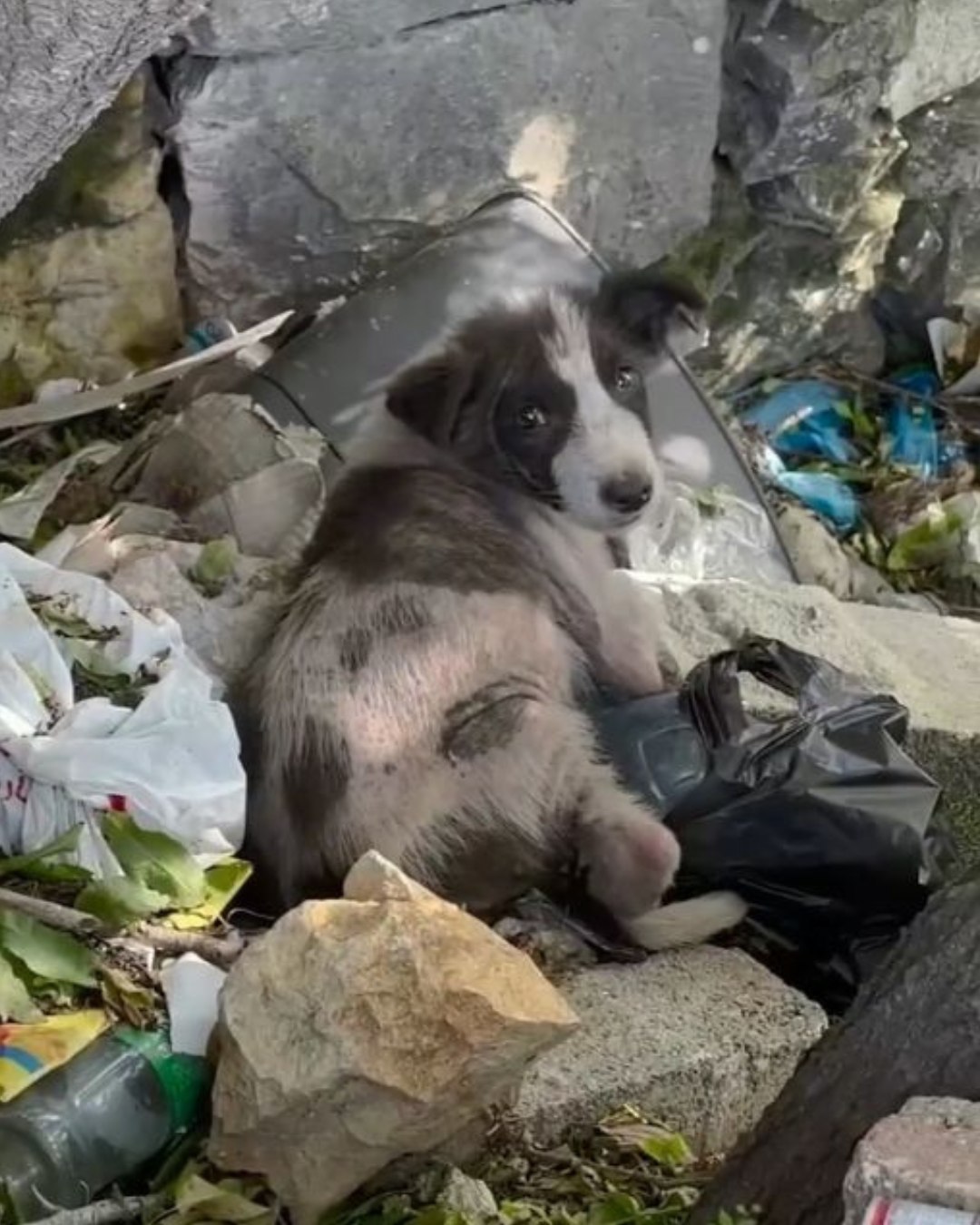I FOUND A LONE PUPPY IN THE TRASH