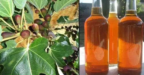 SIRUP OD LISTA SMOKVE: Lako se pravi, a teško je opisati koliko je dobar