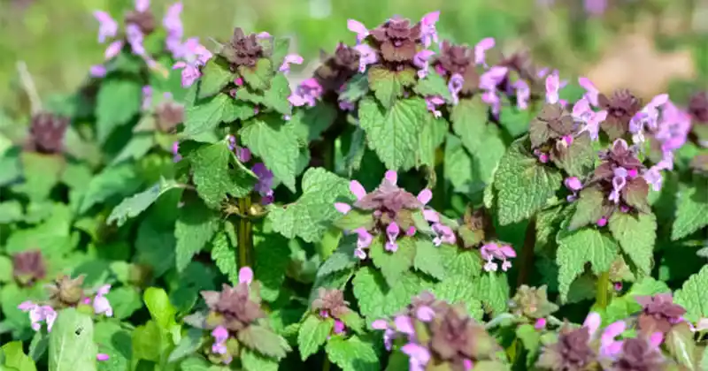 Ljubičasta mrtva kopriva (Lamium purpureum): Divlji saveznik za cirkulaciju i zdravlje srca