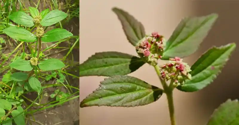 Euphorbia Hirta: 30 prednosti i kako je sigurno koristiti