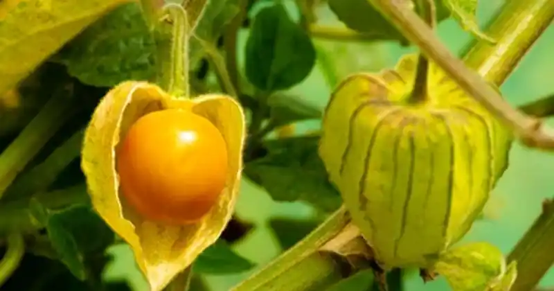 Izvanredne koristi i upotreba Physalis peruviana (zlatne bobice)