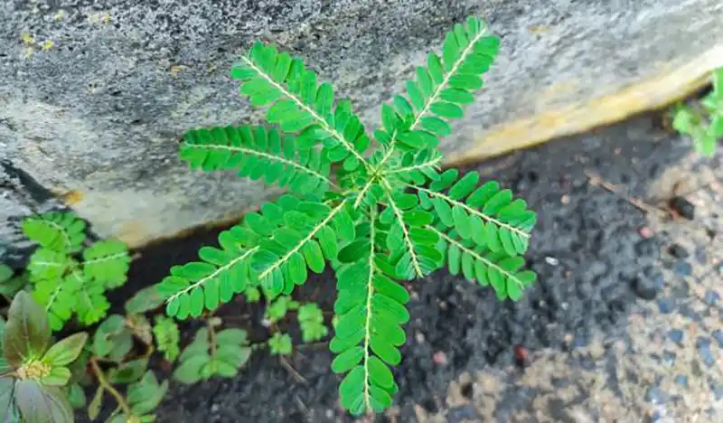 Razbijač kamena (Phyllanthus niruri): Čudesna biljka sa 25 prednosti i praktičnim načinima upotrebe
