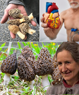 🍄 Smrčci: Ukusno i hranjivo blago iz prirode