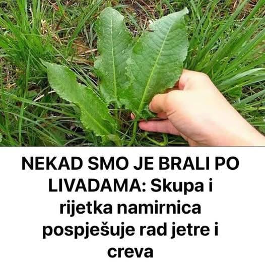Ovu biljku ste nekad brali kao djeca, a sada vrijedi pravo bogatstvo – Evo zašto ga svi traže i plaćaju suvim zlatom!