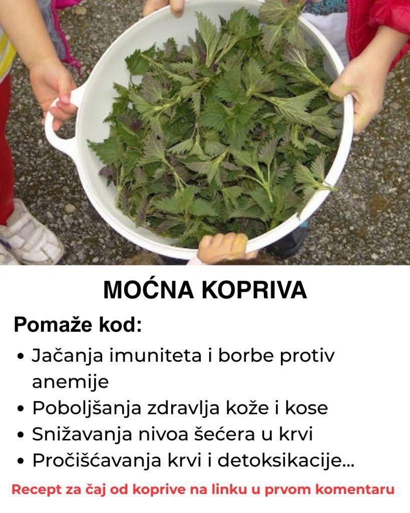 Kopriva – Moćna biljka za zdravlje i kako pripremiti lekoviti čaj