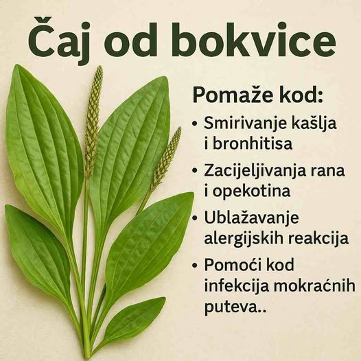 Bokvica – Moćna ljekovita biljka koju možete pronaći svuda