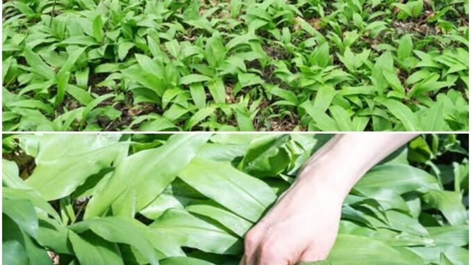 Srijemuš – Prirodni Lek za Visok Pritisak i Čišćenje Krvi! (Recept koji MORATE probati!)