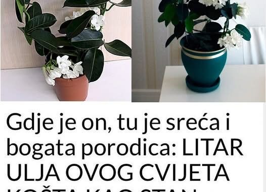 Gdje Je On, Tu Je Sreća I Bogata Porodica: LITAR ULJA OVOG CVIJETA KOŠTA KAO STAN, Obavezno Ga Unesite U Dom