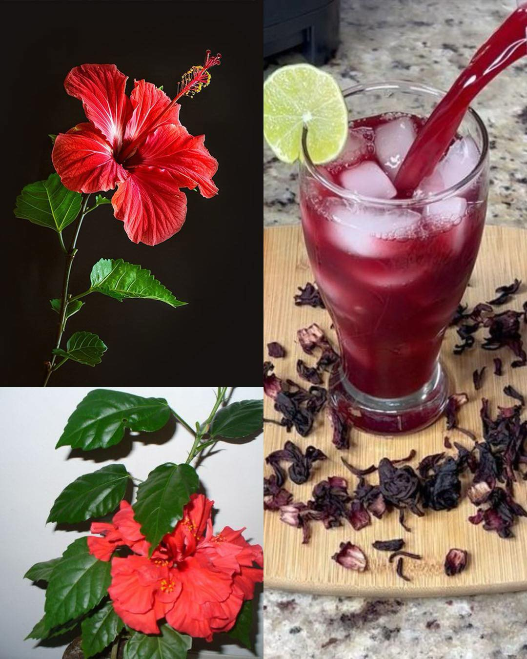 Listovi i cvjetovi hibiskusa: prednosti i upotreba u kućnoj radinosti