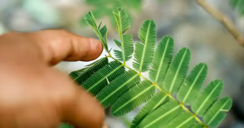 Probavne prednosti Mimosa Pudica: Prirodno sredstvo za čišćenje crijeva