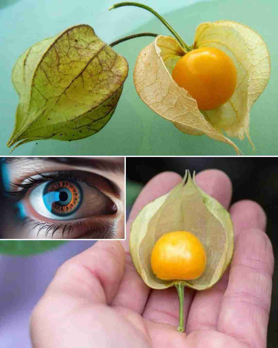 Izvanredne koristi i upotreba Physalis peruviana (zlatne bobice)
