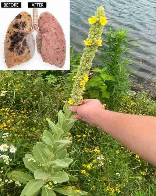 Divizma: Divlja biljka koja prirodno čisti pluća