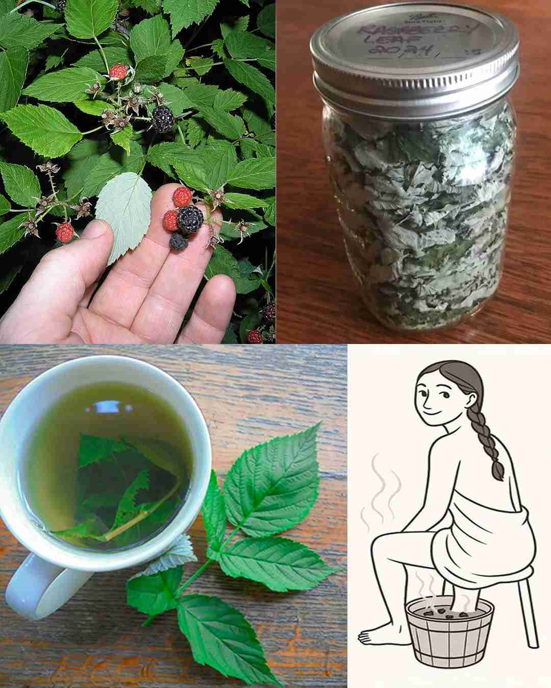 Moć lista maline: 30 prednosti i kako ih koristiti