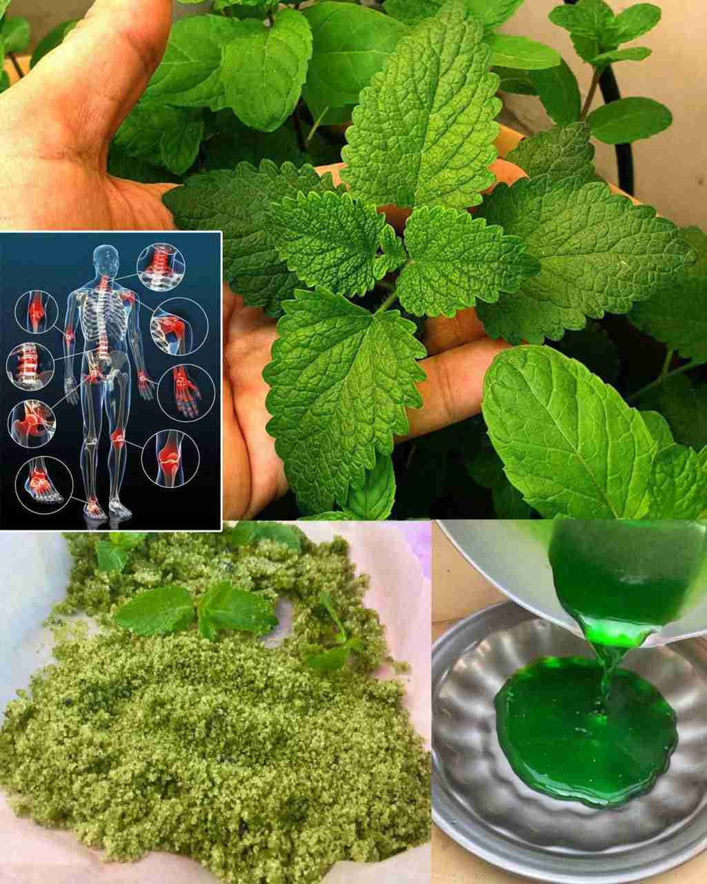 Svestrana menta: Zdravstvene prednosti, upotreba i kako je uključiti u svoju svakodnevnu rutinu