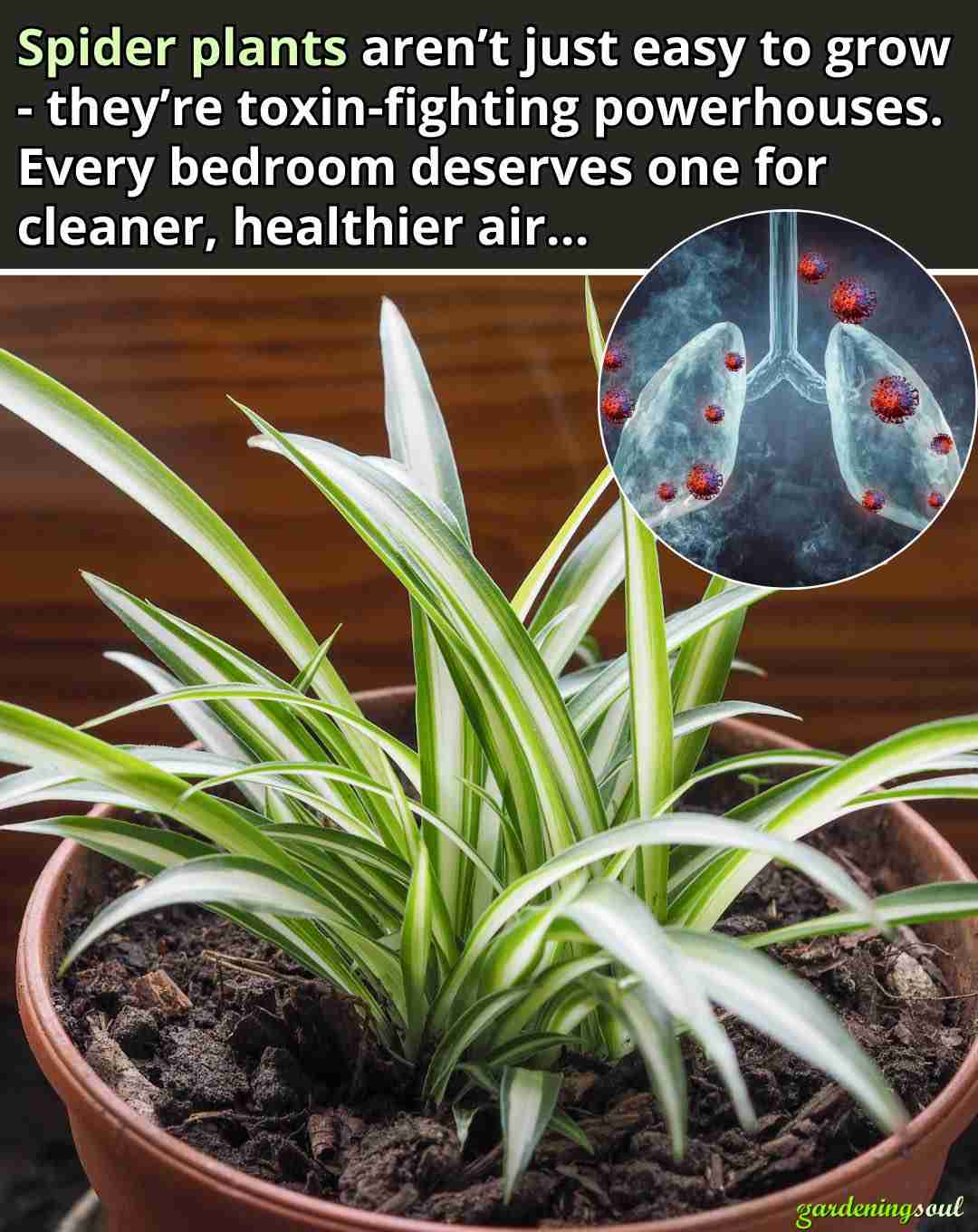 Biljke pauci protiv toksina: Zašto bi svaka spavaća soba trebala imati jednu