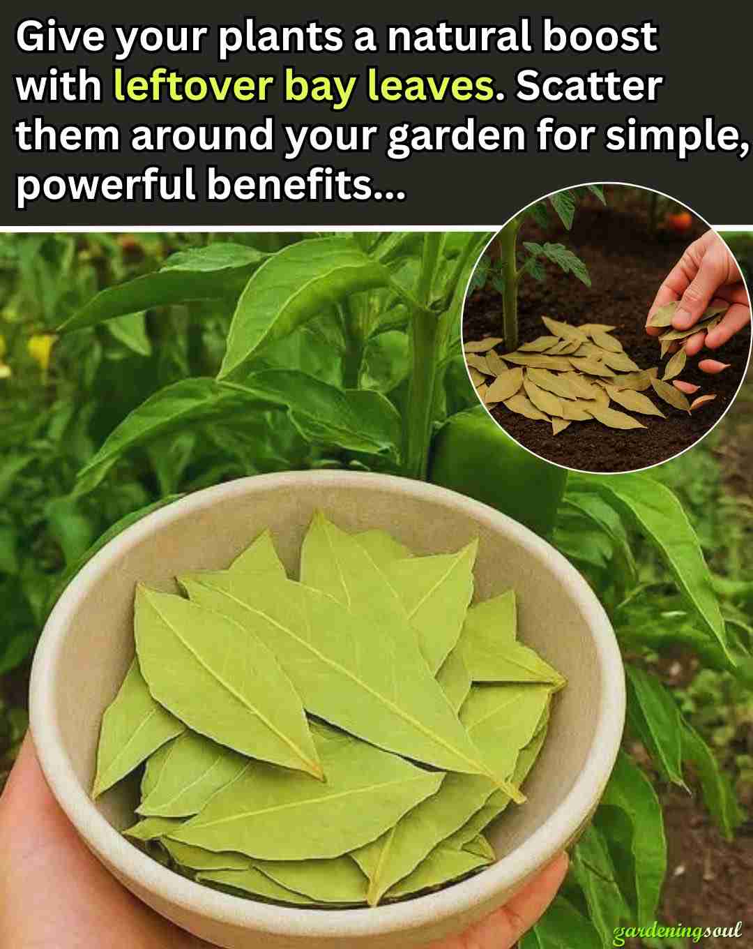 Posipanje lovorovog lista po vrtu – 6 prednosti koje bi svaki vrtlar trebao znati