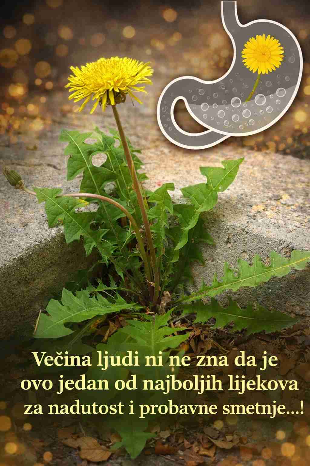 Ublažite nadutost i poboljšajte probavu prirodnim putem uz pomoć maslačka