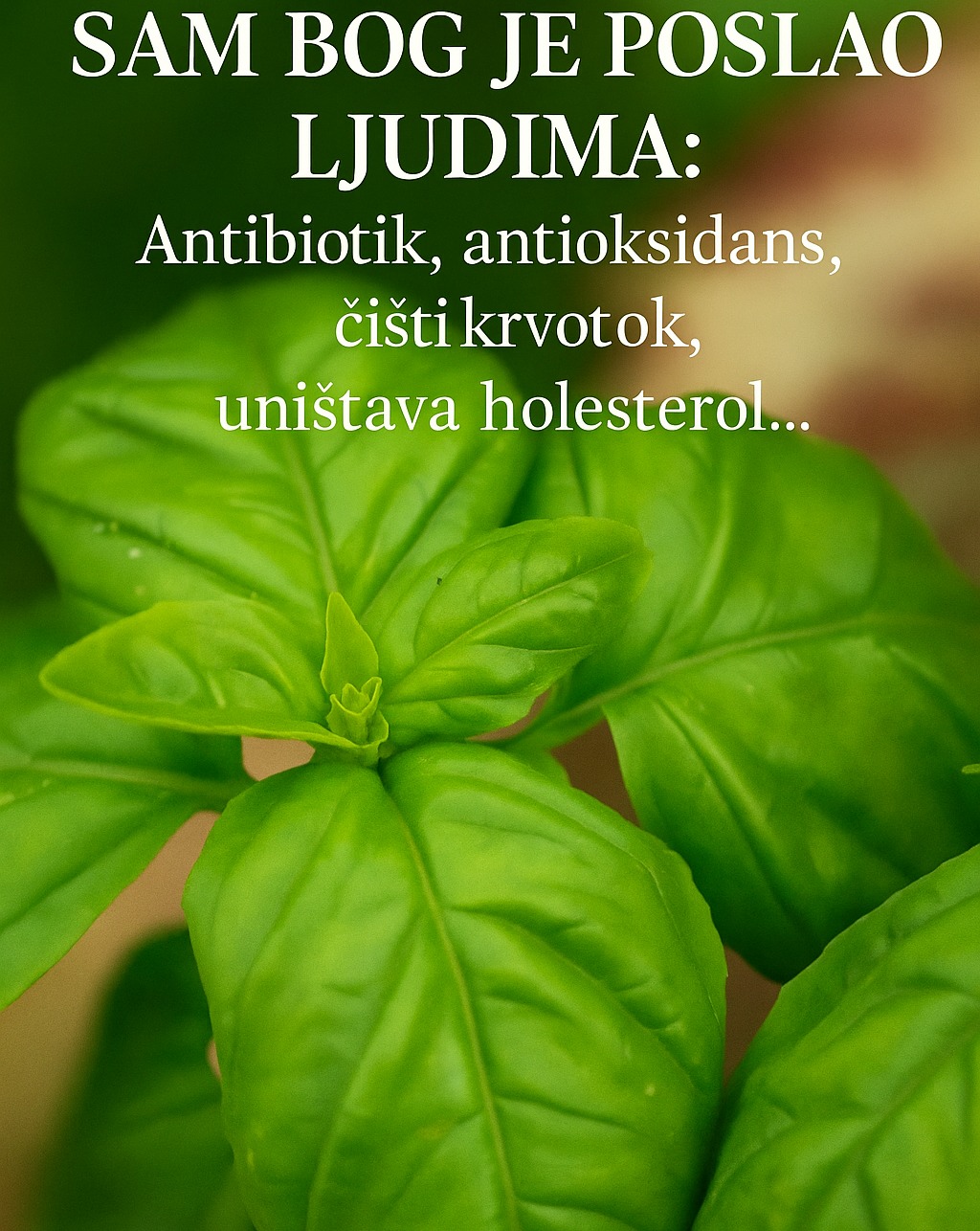 Sam bog je poslao ljudima: Antibiotik, antioksidans, čisti krvotok, uništava holesterol…