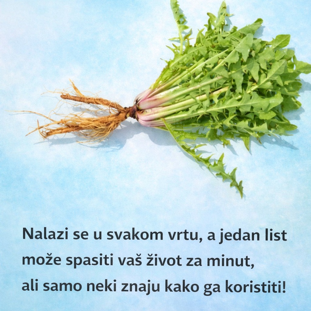Nalazi se u svakom vrtu, a jedan list može spasiti vaš život za minut, ali samo neki znaju kako ga koristiti!