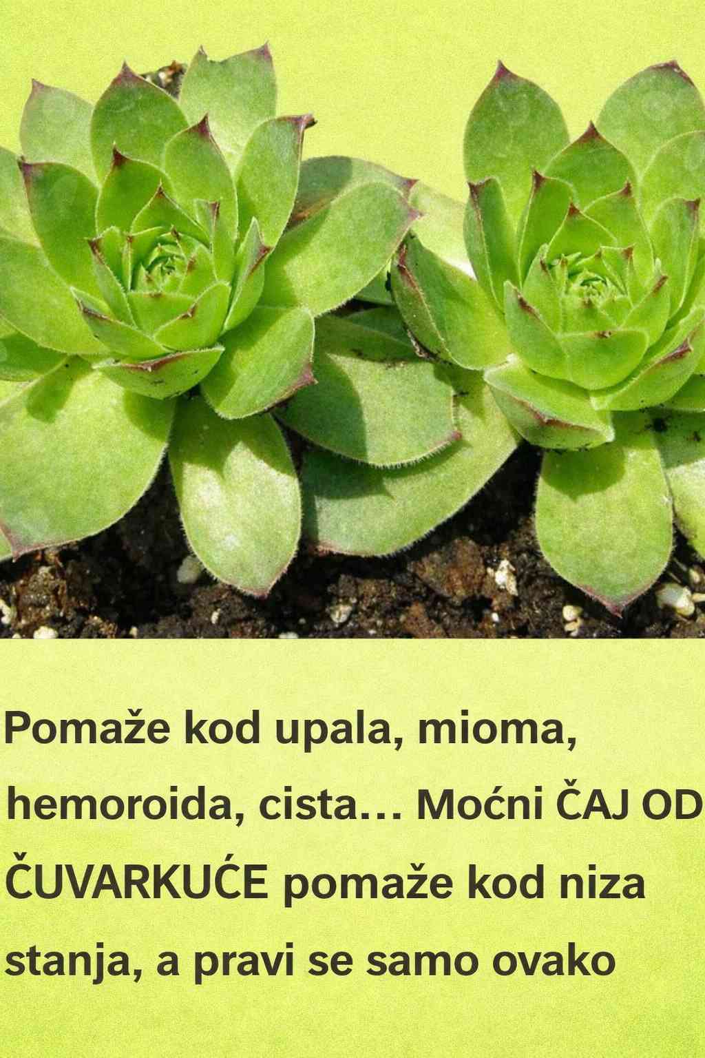🌿 Pomaže kod upala, mioma, hemoroida i cista – Moćni čaj od čuvarkuće 🌿