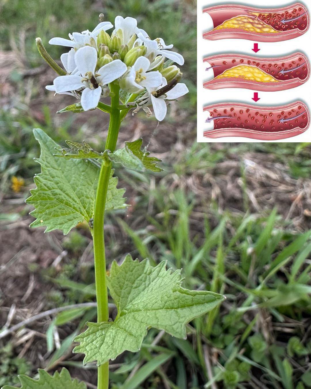 Bijeli luk i senf (Alliaria petiolata): 20 iznenađujućih prednosti i upotreba u kućnoj radinosti