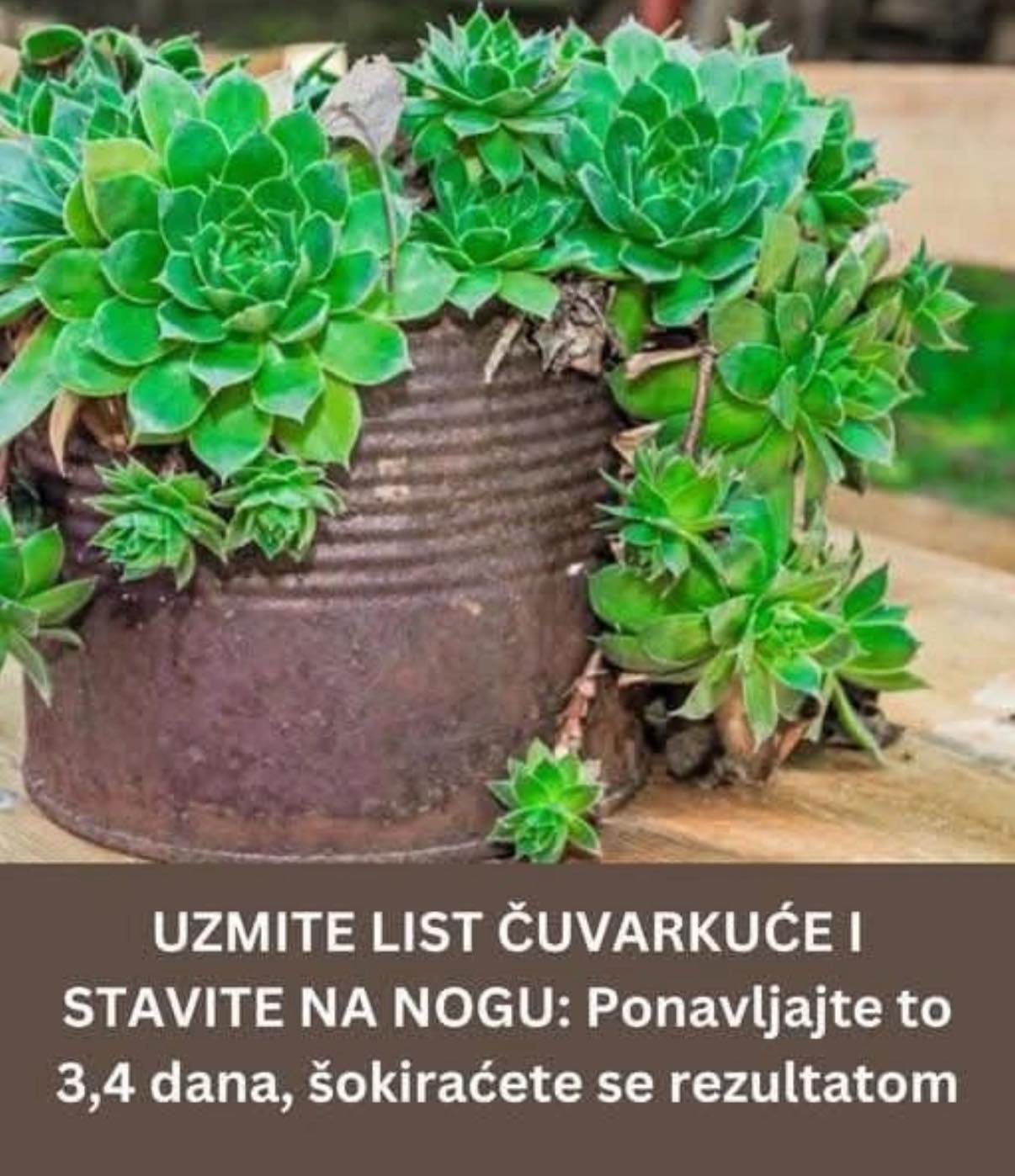 UZMITE LIST ČUVARKUĆE I STAVITE NA NOGU: Ponavljajte to 3,4 dana, šokiraćete se rezultatom