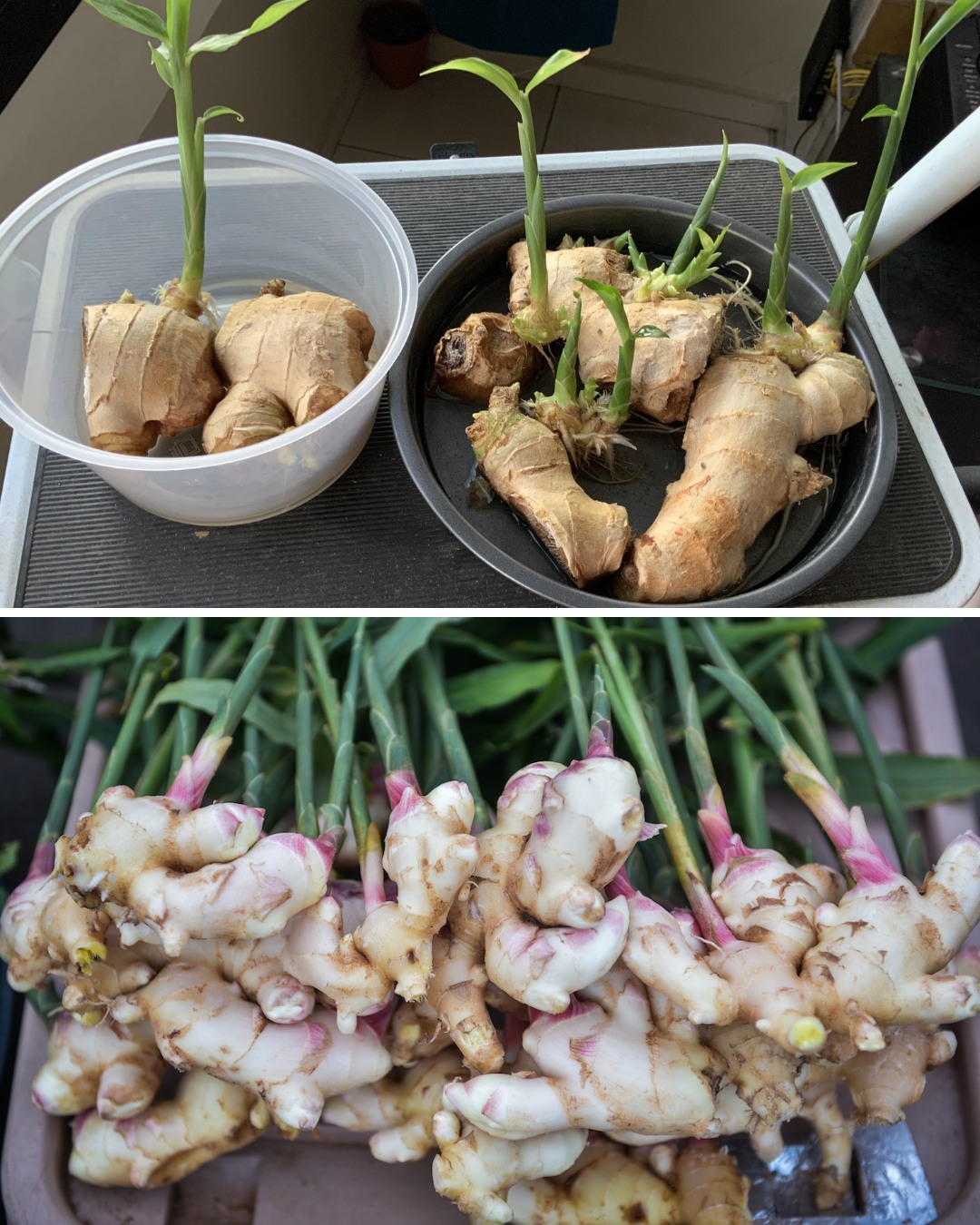 Uzgojite vlastiti svježi đumbir: Kako uspješno uzgajati u saksijama