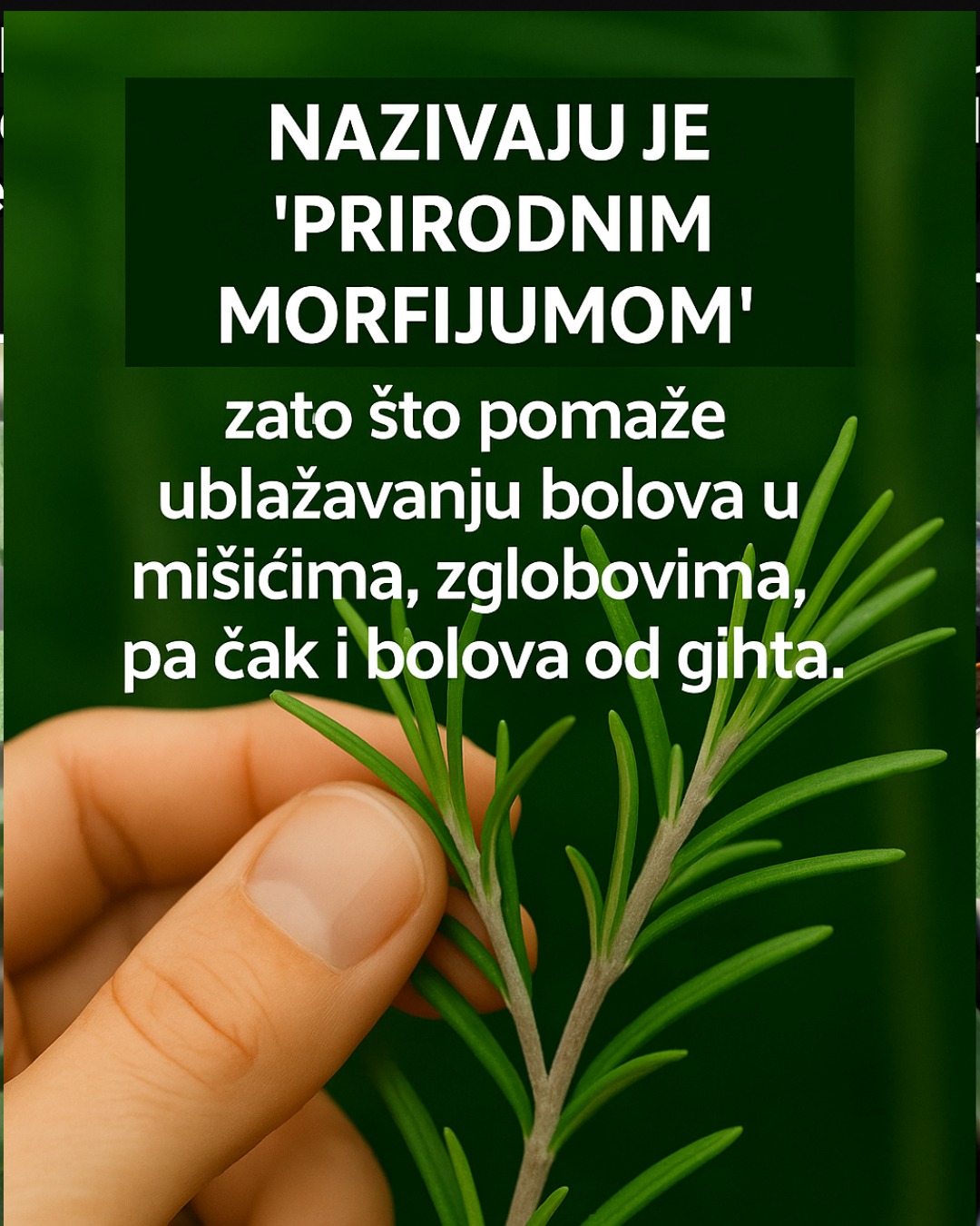Ružmarin, često nazivan “prirodnim morfijumom”