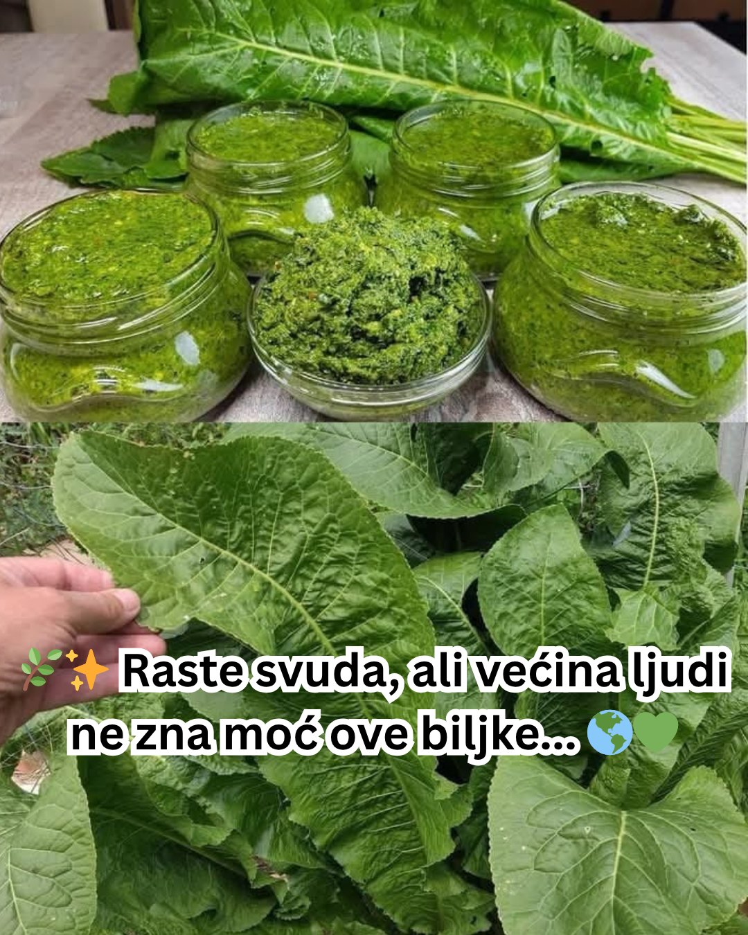 🌿 Izuzetne prednosti listova rena: Vaš vodič za zdravlje i kulinarsku kreativnost📅