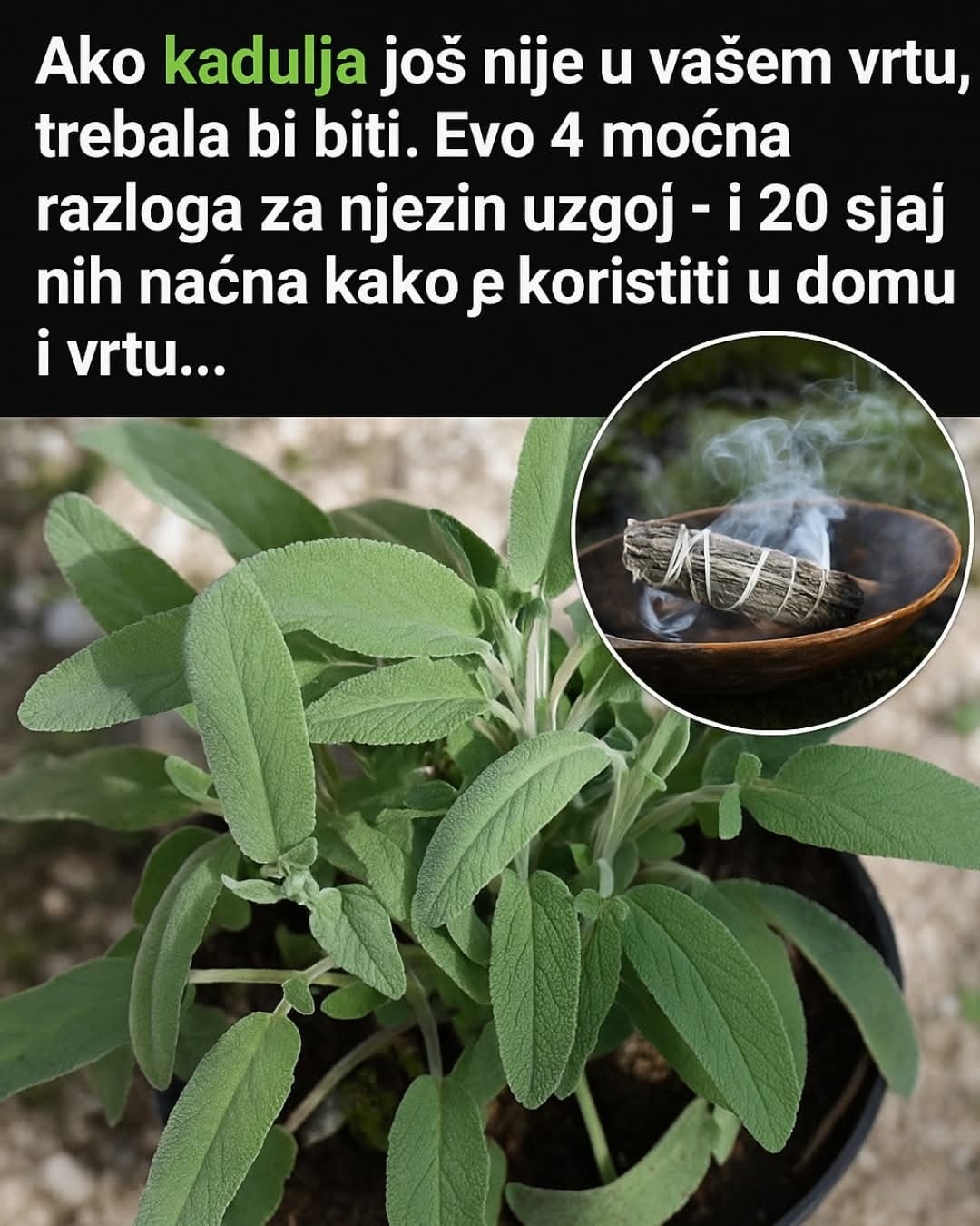 NE ZOVU JE DŽABA “KRALJICA LEKOVITOG BILJA”: Kadulja / žalfija je “zlata vredna” samoniklica