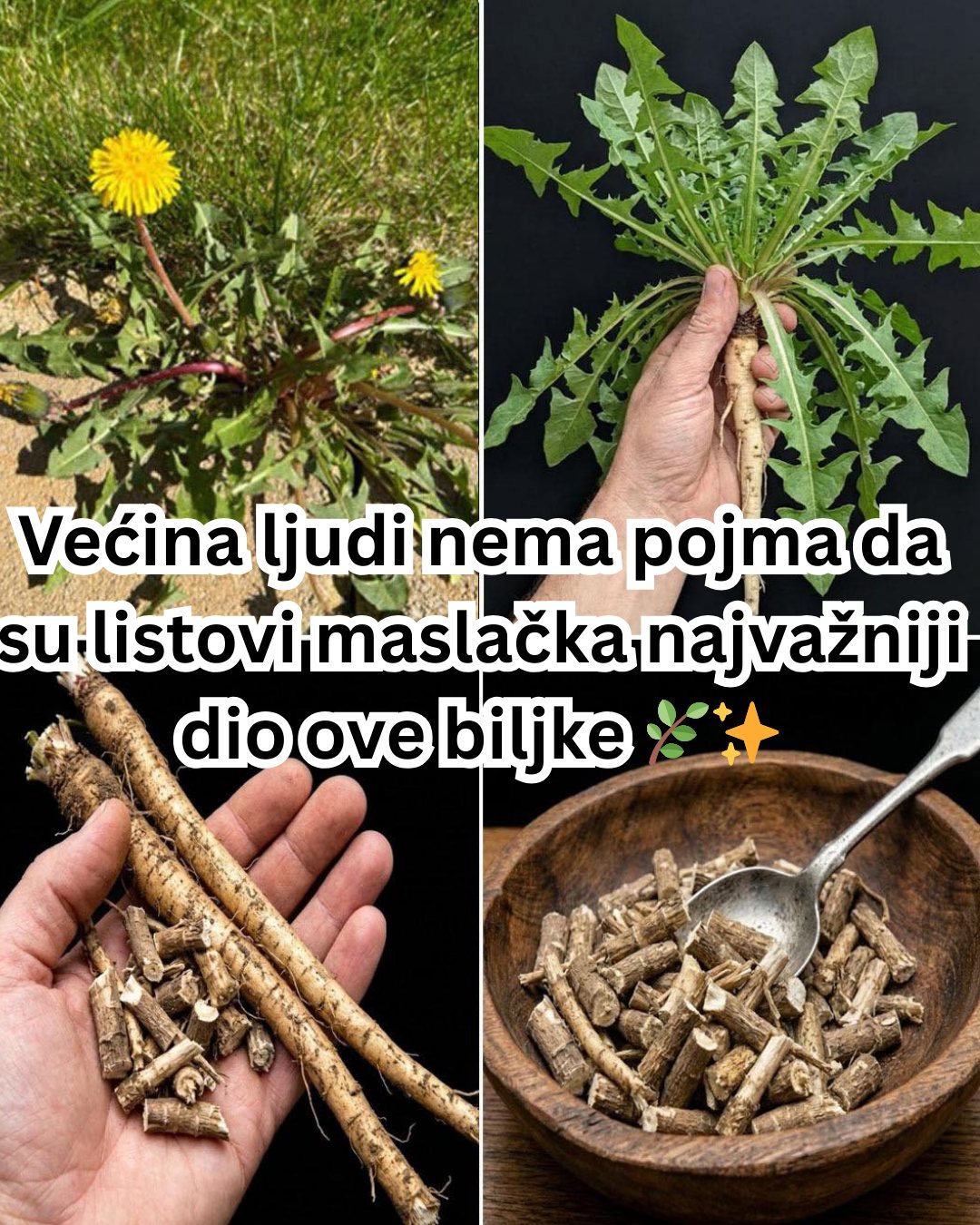 Zašto su listovi maslačka najvažniji dio biljke 🌿