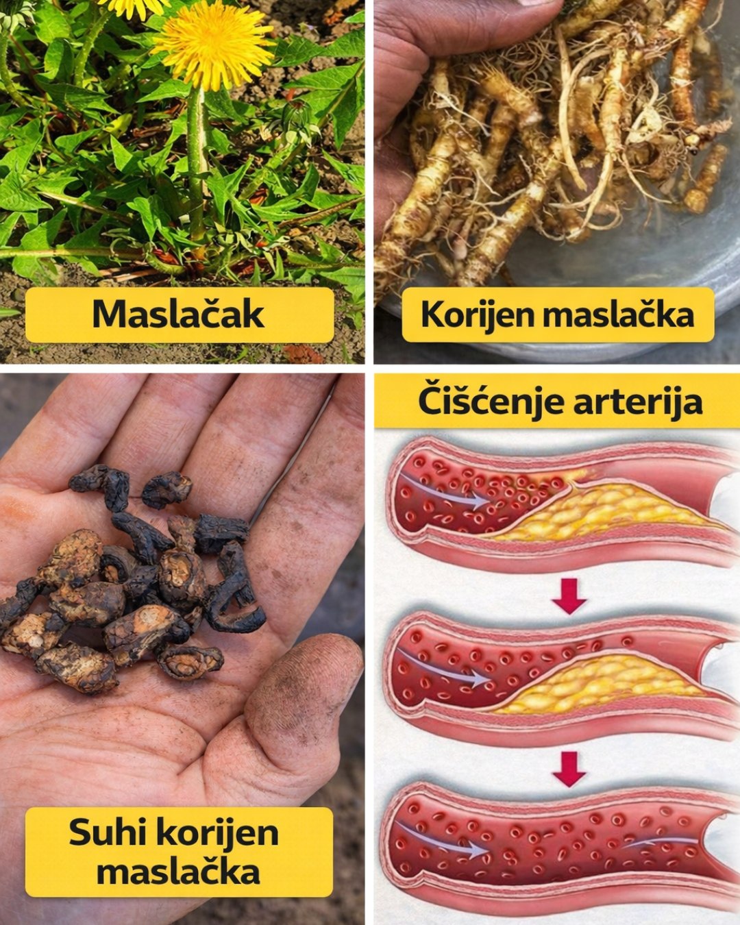 Čuli ste za kafu od korijena maslačka, ali niste znali koliko je moćna…