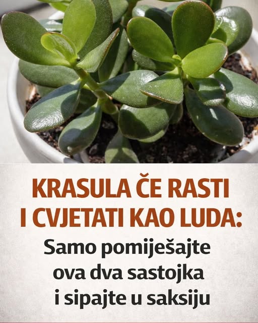 KRASULA ĆE RASTI I CVJETATI KAO LUDA: Samo pomiješajte ova dva sastojka i sipajte u saksiju
