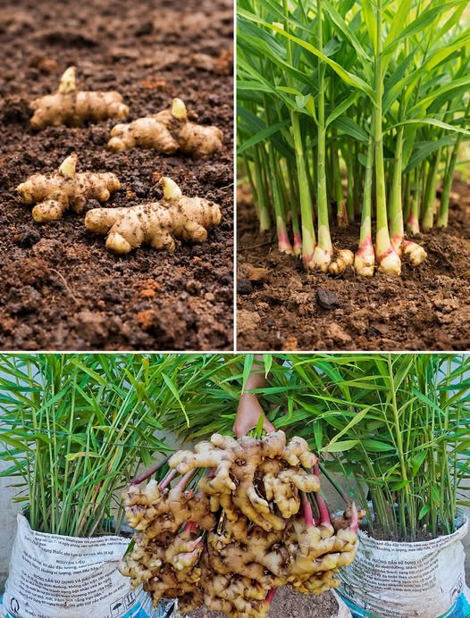 Ovaj jednostavni trik s vrećicom čini da đumbir raste kao ludi