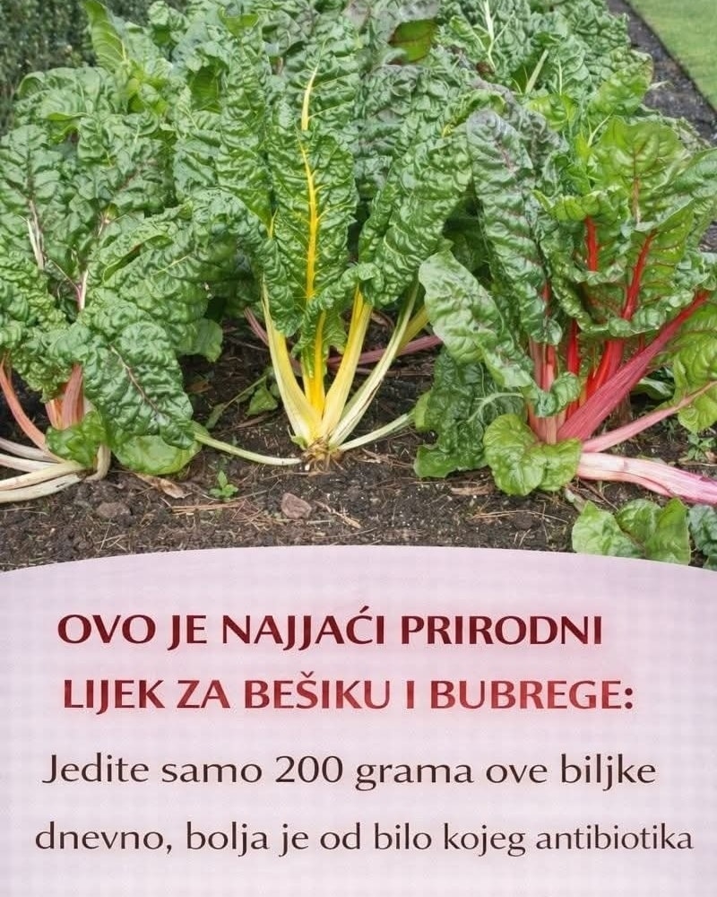 NAJJACI PRIRODNI LIJEK ZA BEŠIKU I BUBREGE: Jedite samo 200 grama ove biljke dnevno, bolja je od bilo kojeg antibiotika PROVJERENO