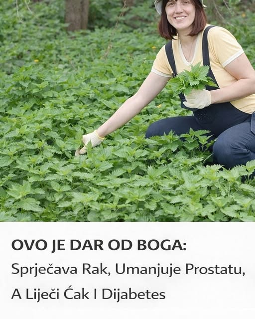 OVO JE DAR OD BOGA: Sprječava Rak, Umanjuje Prostatu, A Liječi Čak I Dijabetes