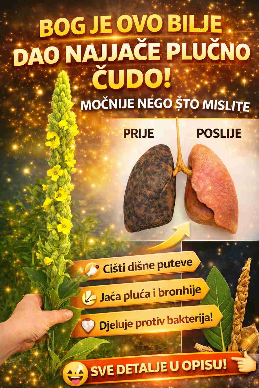 Mullein: Istraživanje prednosti lišća, cvijeća i korijena