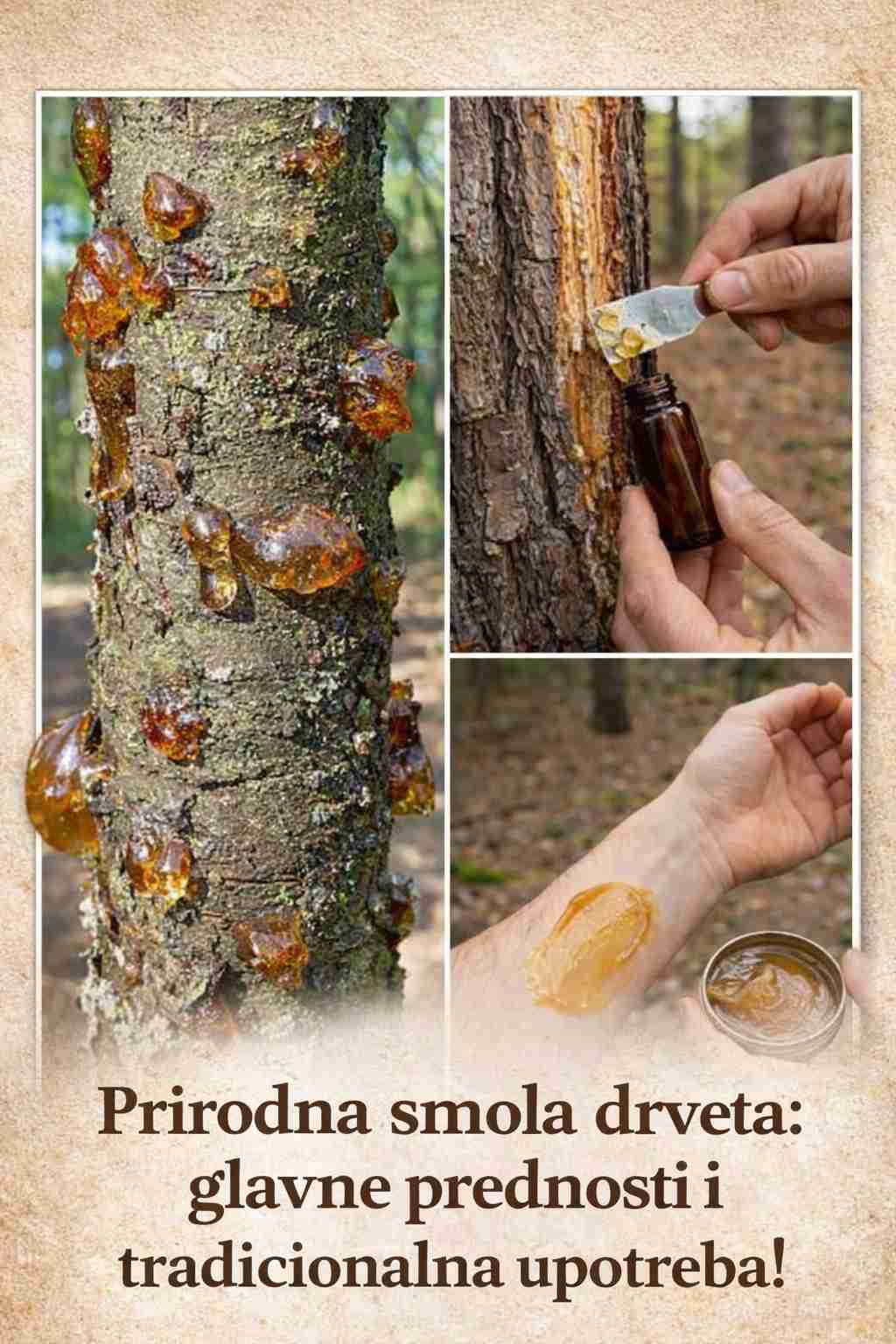 Prirodna smola drveta: glavne prednosti i tradicionalna upotreba