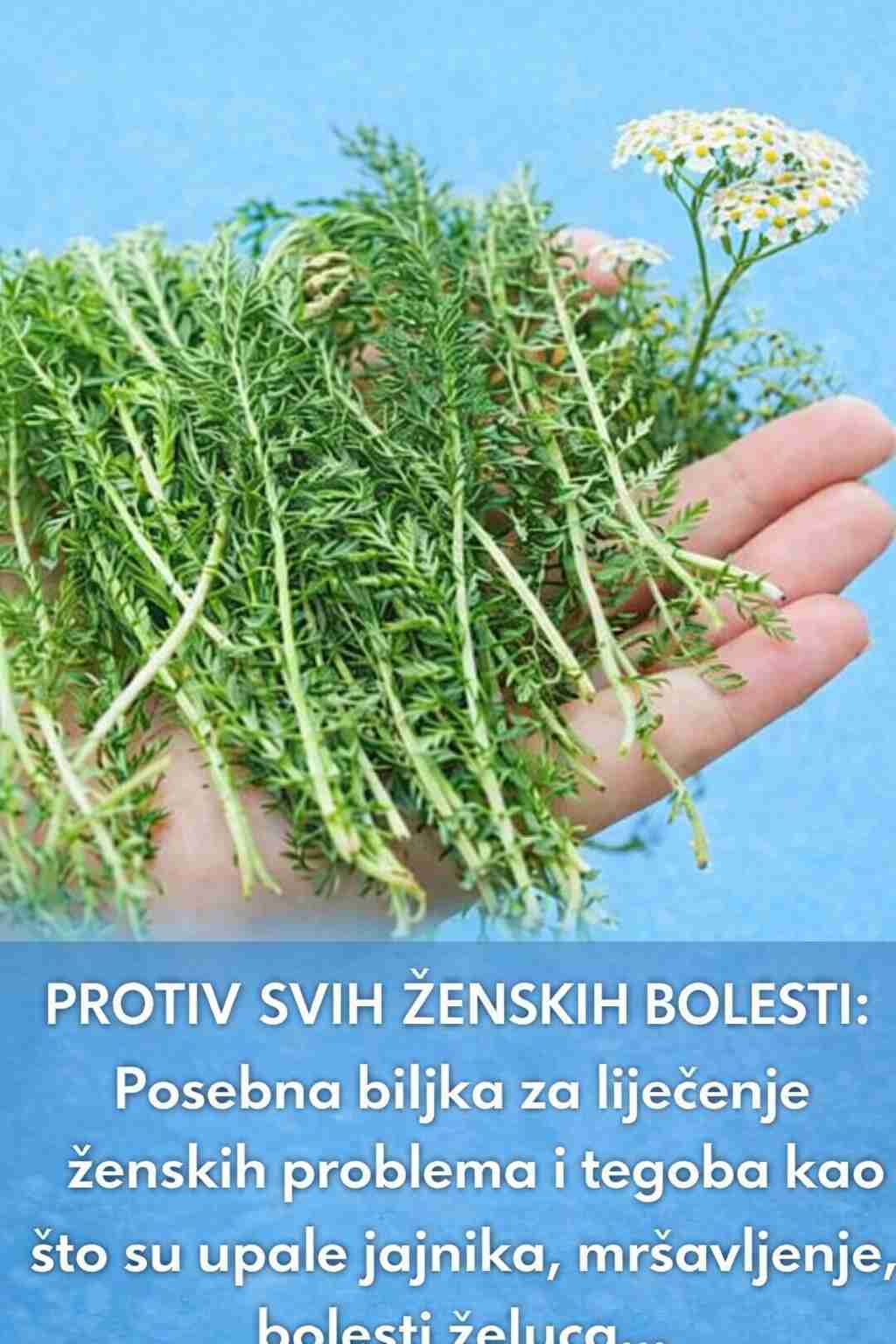 PROTIV SVIH ŽENSKIH BOLESTI: Posebna biljka za liječenje ženskih problema i tegoba kao što su upale jajnika, mršavljenje, bolesti želuca…