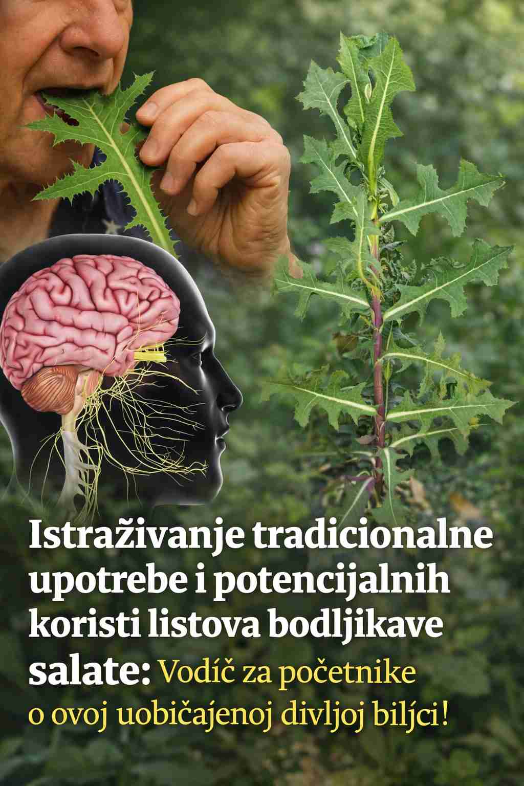 Istraživanje tradicionalne upotrebe i potencijalnih koristi listova bodljikave salate: Vodič za početnike o ovoj uobičajenoj divljoj biljci