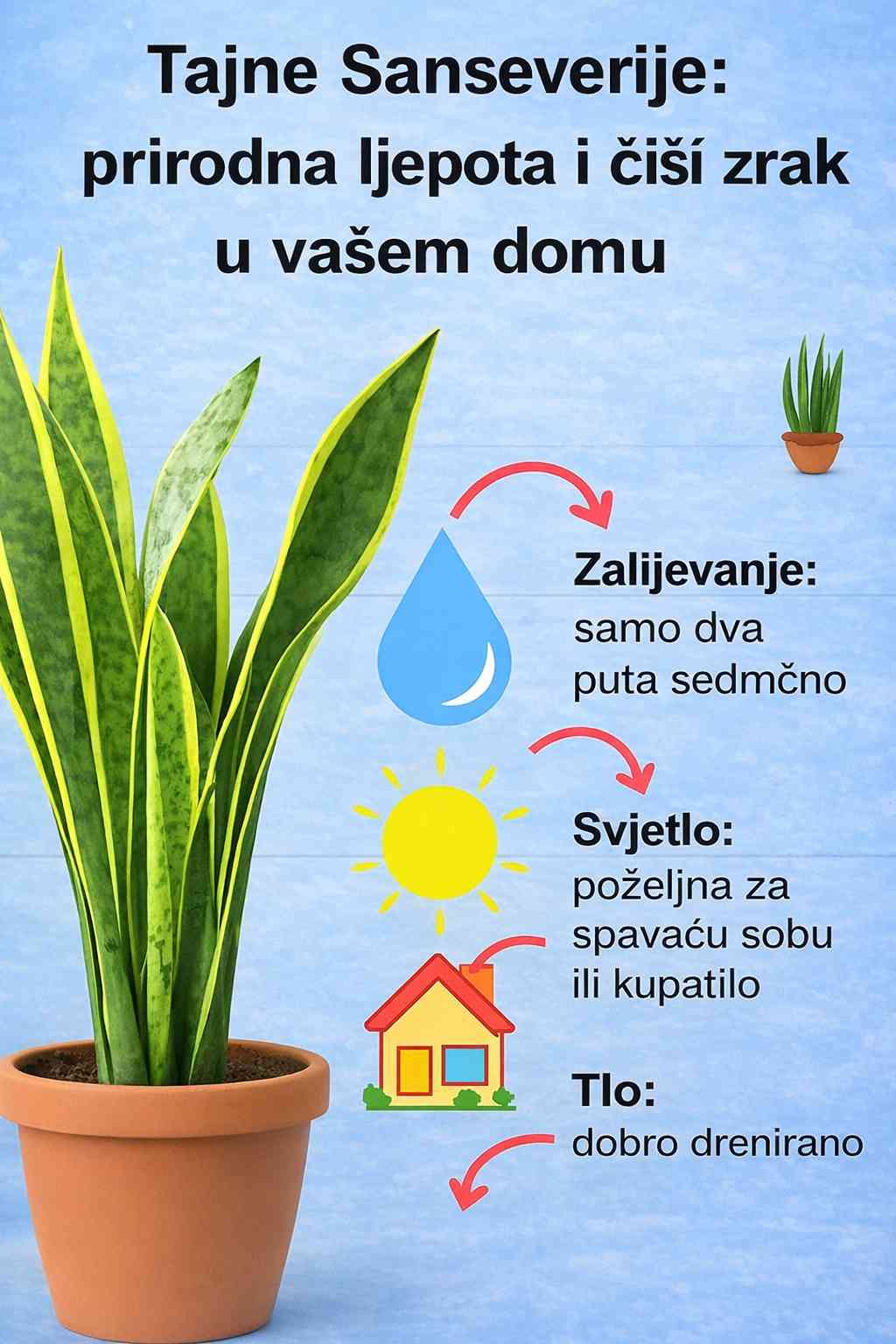 Tajne sanseverije: Prirodna ljepota i čišći zrak u vašem domu ✨🌿