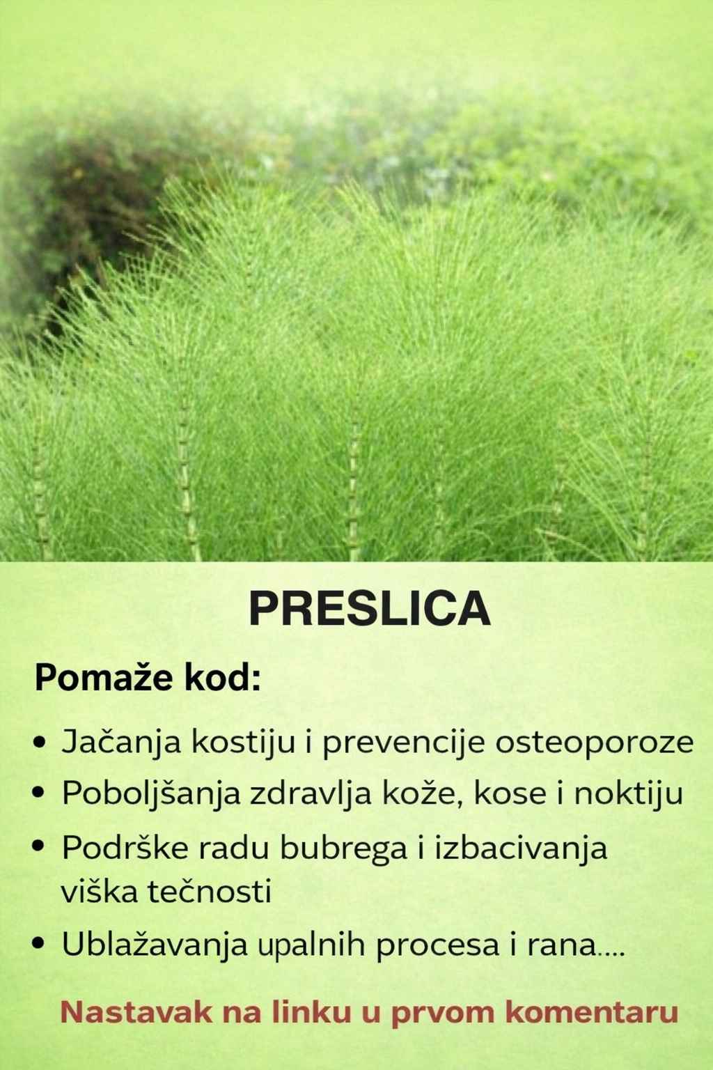 PRESLICA (Horsetail) – Prirodna podrška za kosti, kožu i bubrege