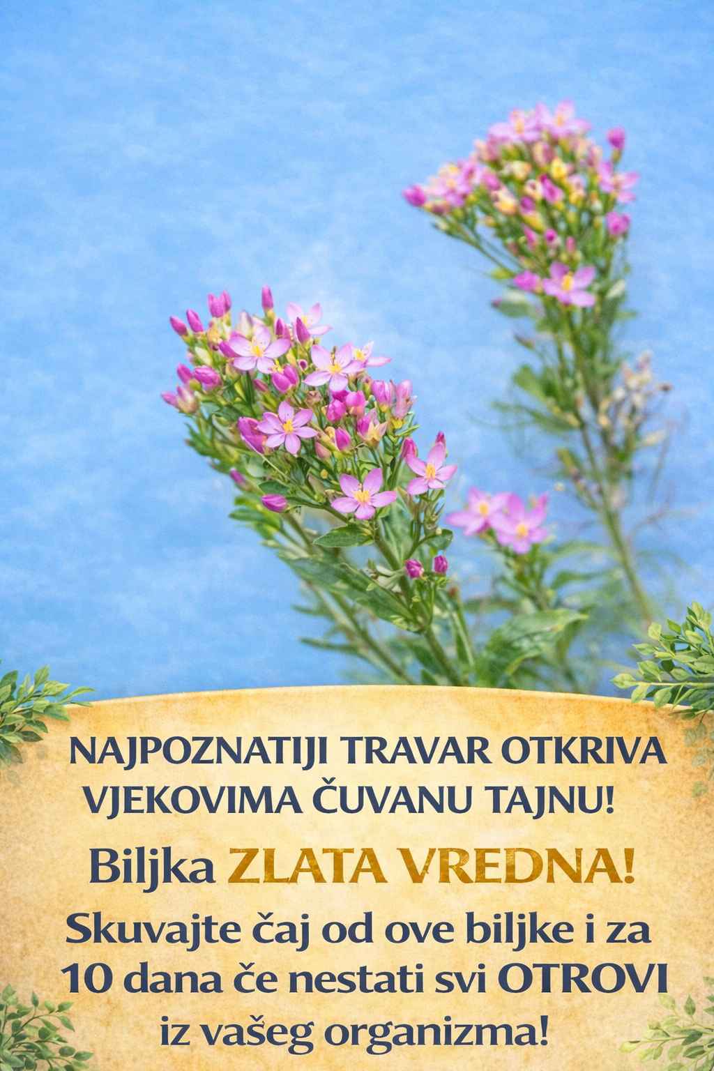 NAJPOZNATIJI TRAVAR OTKRIVA VIJEKOVIMA ČUVANU TAJNU! Biljka ZLATA VREDNA! Skuvajte čaj od ove biljke i za 10 dana će nestati svi OTROVI iz vašeg organizma!