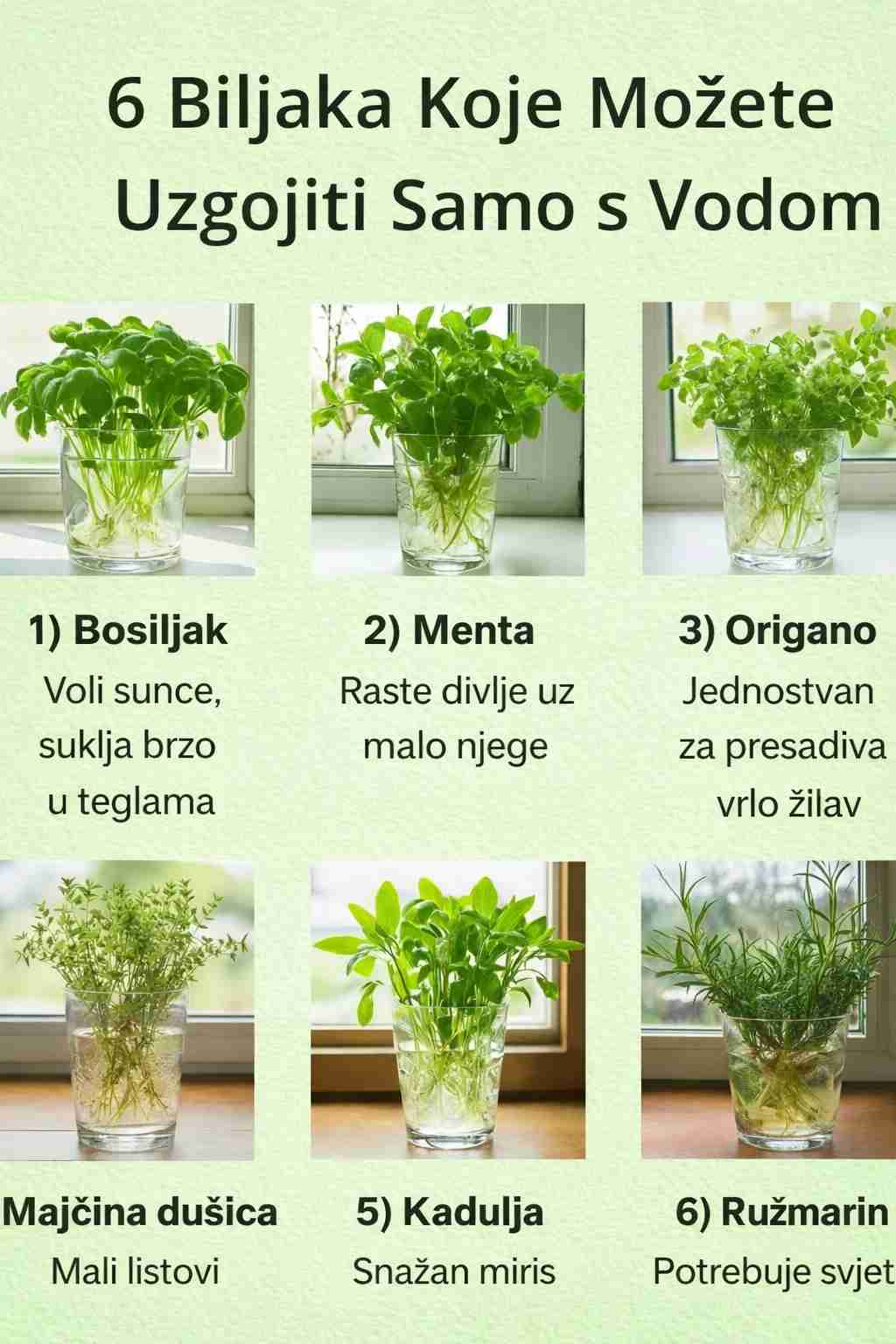 🌿💧 Uzgajajte svježe začinsko bilje u kući – bez zemlje!
