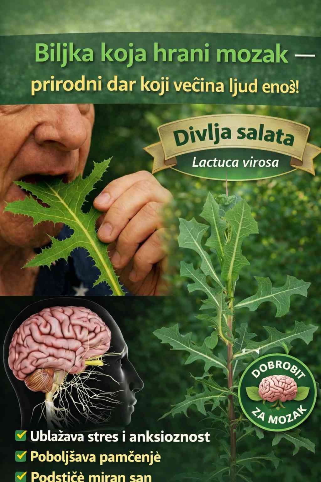 Zaboravljeni eliksir prirode: Biljka koju gazimo svakodnevno, a koja krije ključ za duboki mir i regeneraciju uma