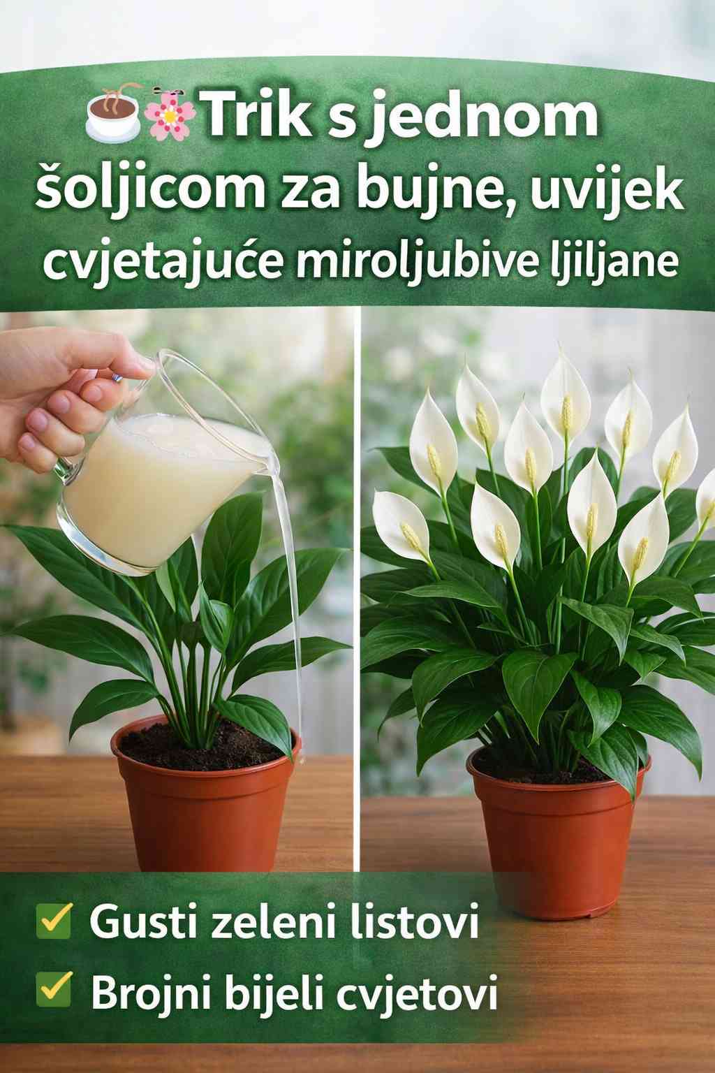 Samo 1 šolja čini da spatifil cvjeta cijele godine !