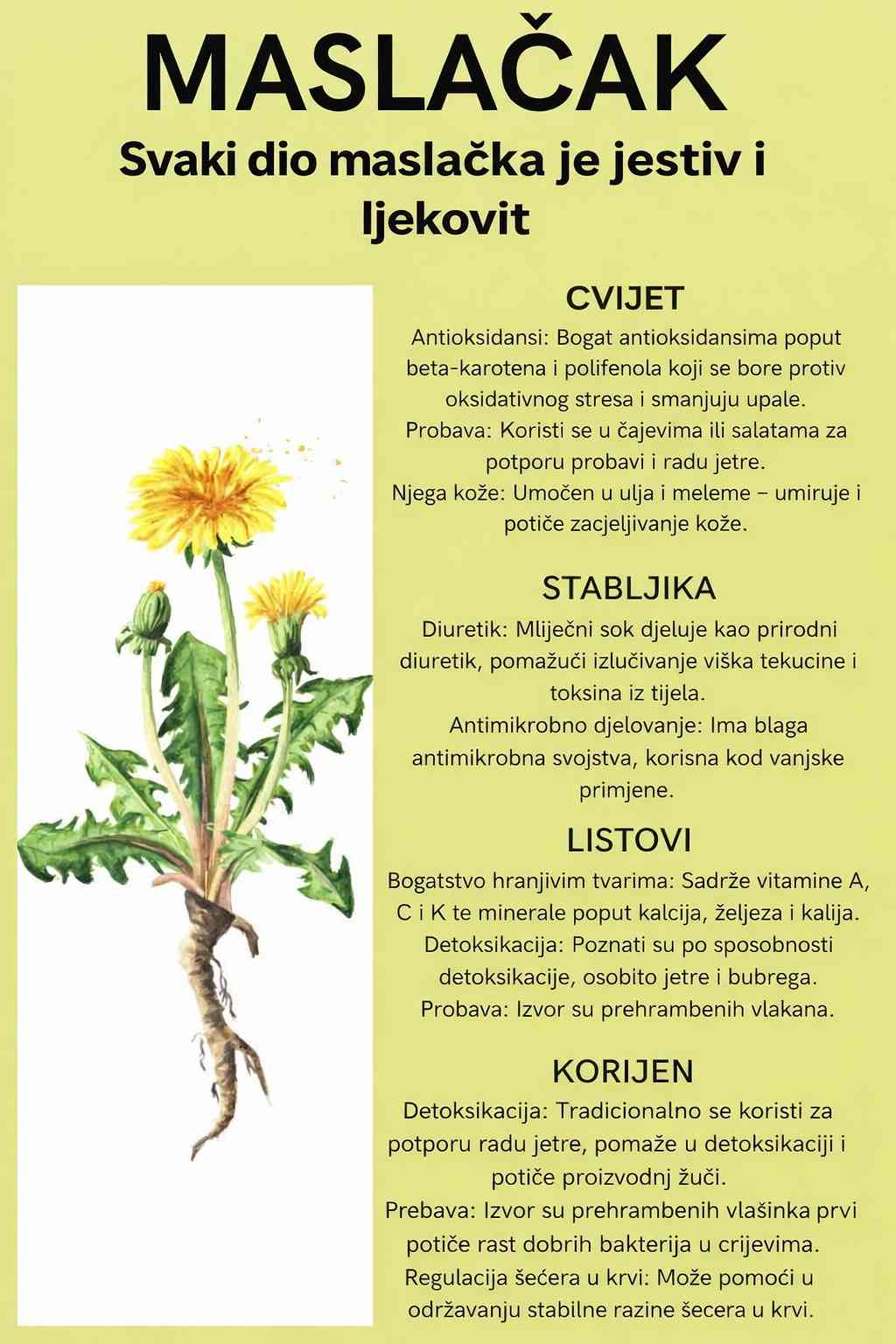 Maslačak (Taraxacum officinale)