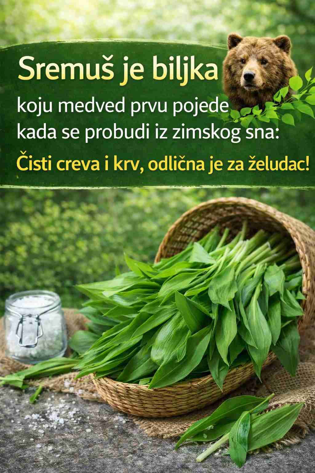 Divlji bijeli luk (Sremuš): Moćan prirodni lijek