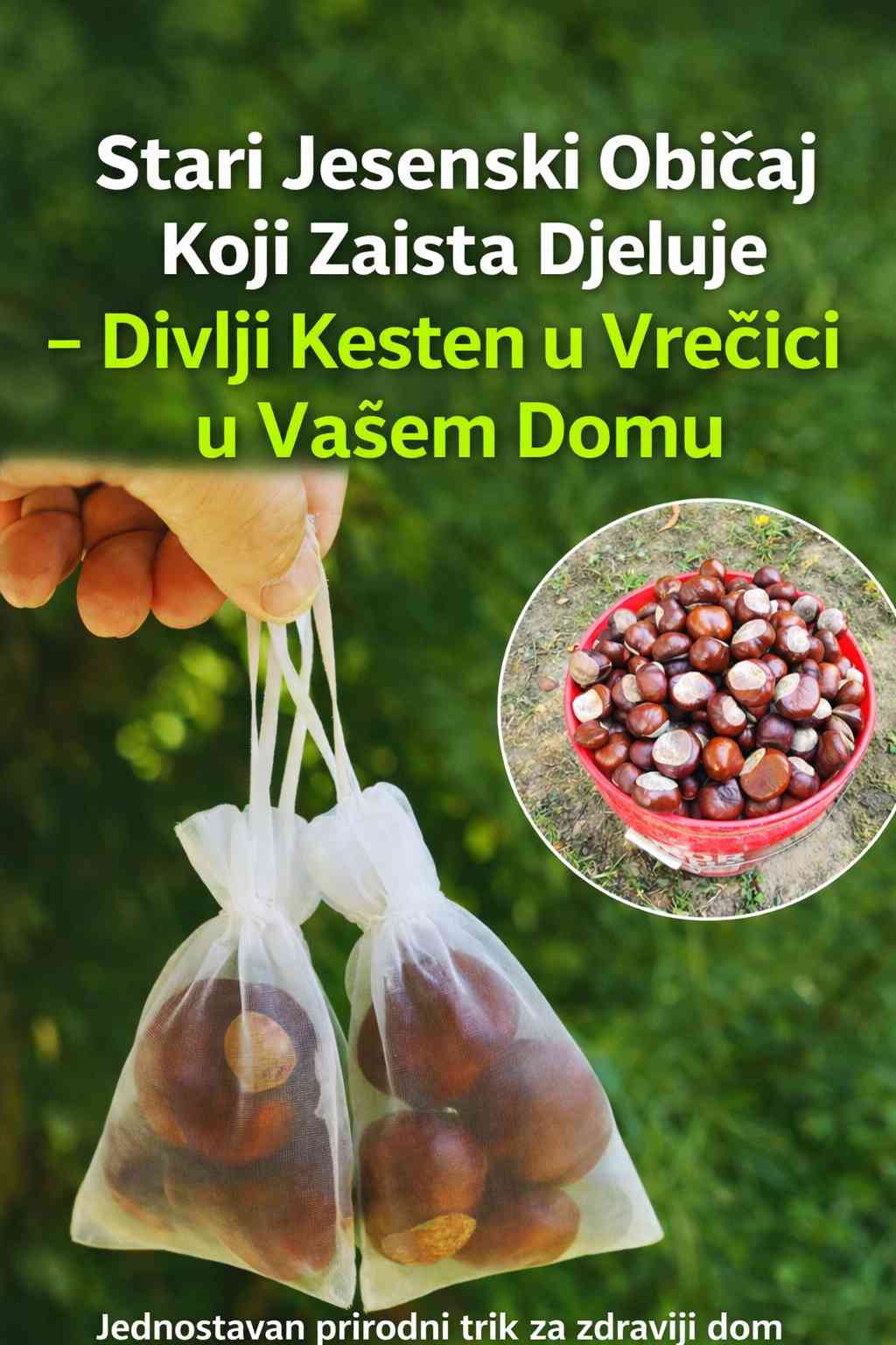 🌰 Jednostavan prirodni trik: Divlji kesteni za zdraviji dom